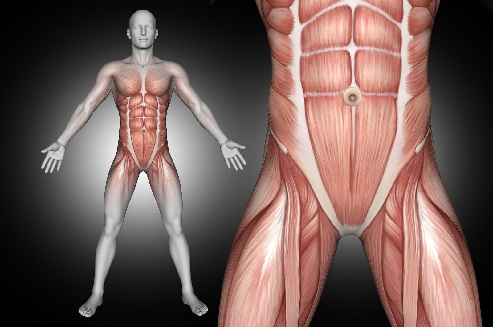 Core kaslarını gösteren anatomik figür: karın duvarı ve derin karın kasları